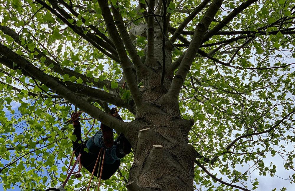 Tree Work and Tree Surgery