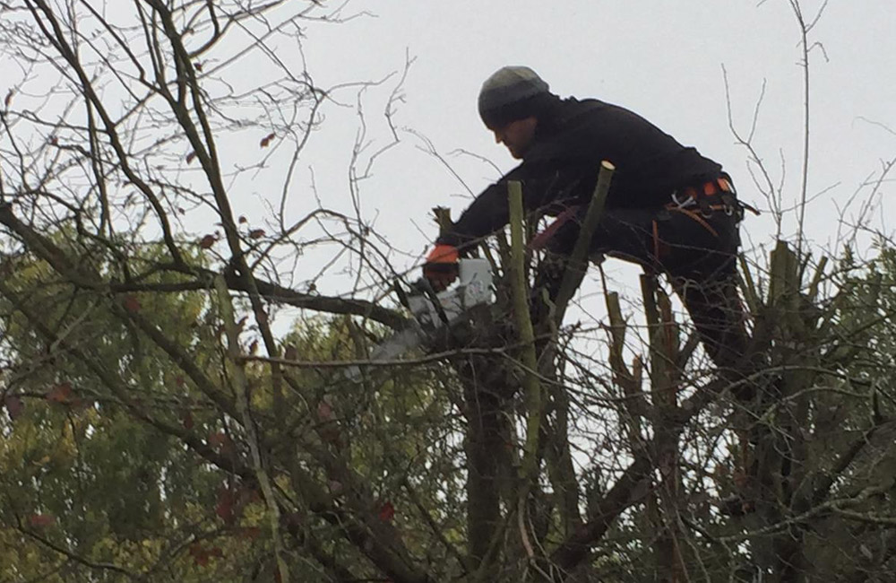 Tree Work and Tree Surgery