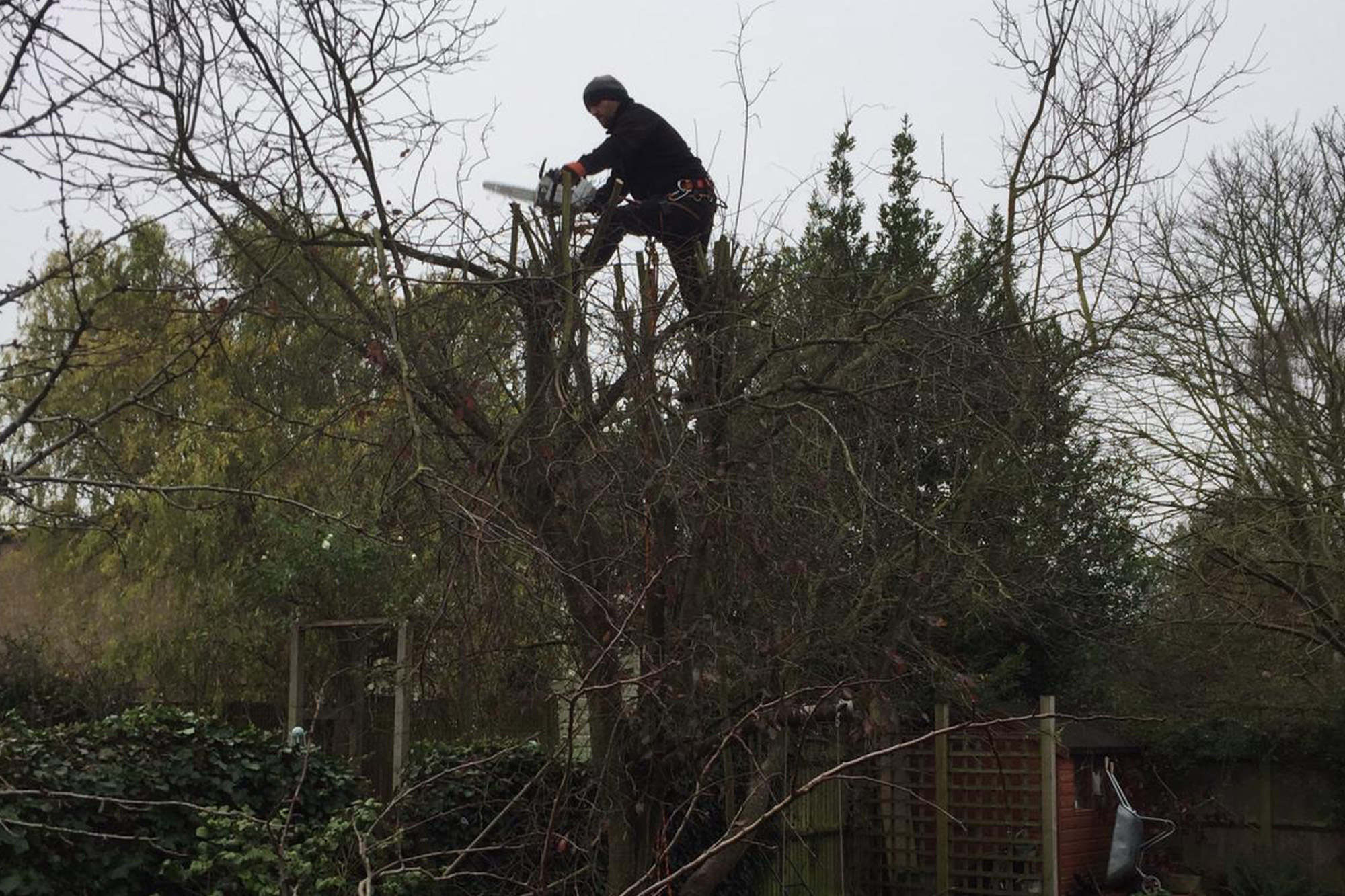 Tree Surgery and Tree work Services