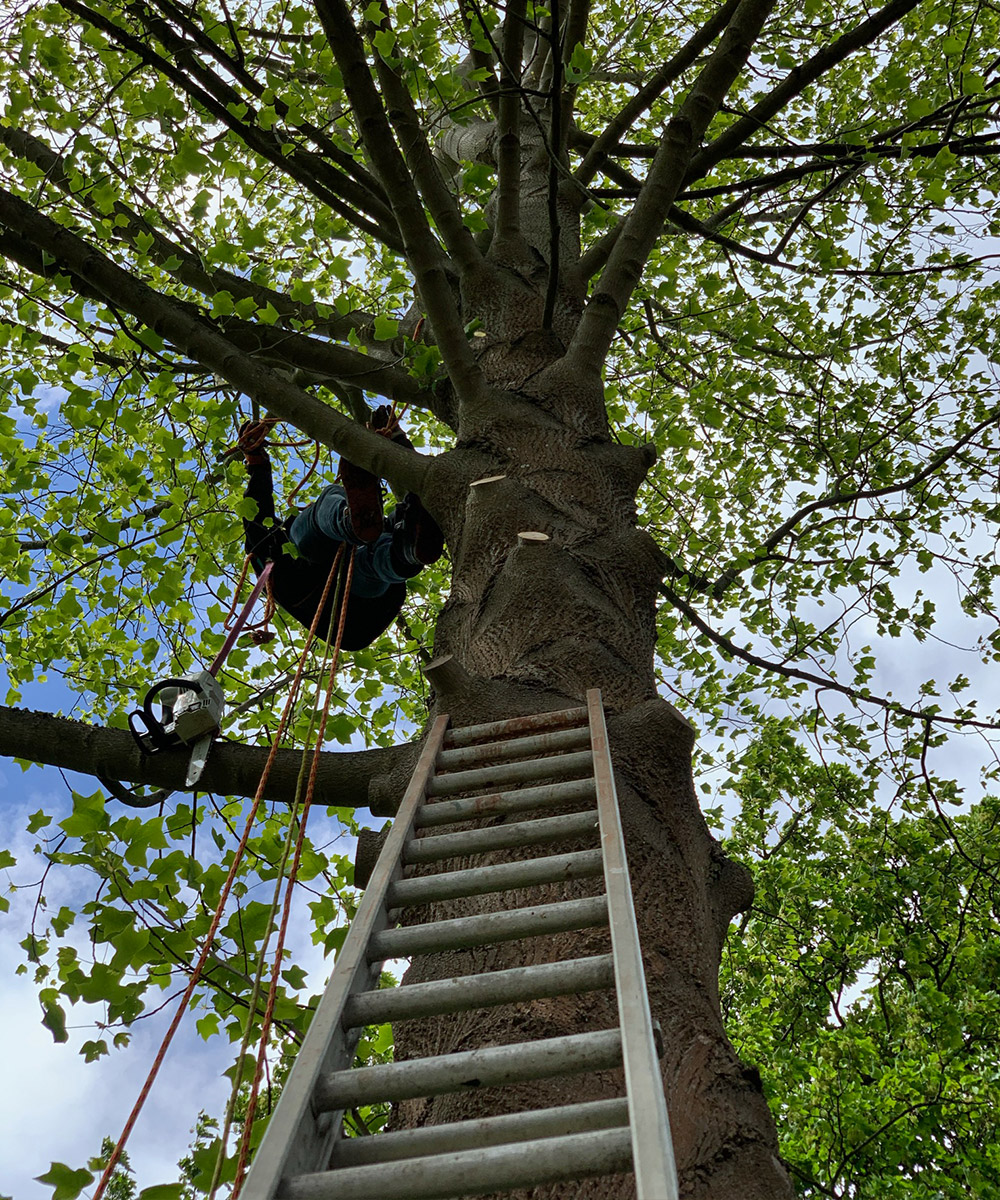 Tree Work & Tree Surgery