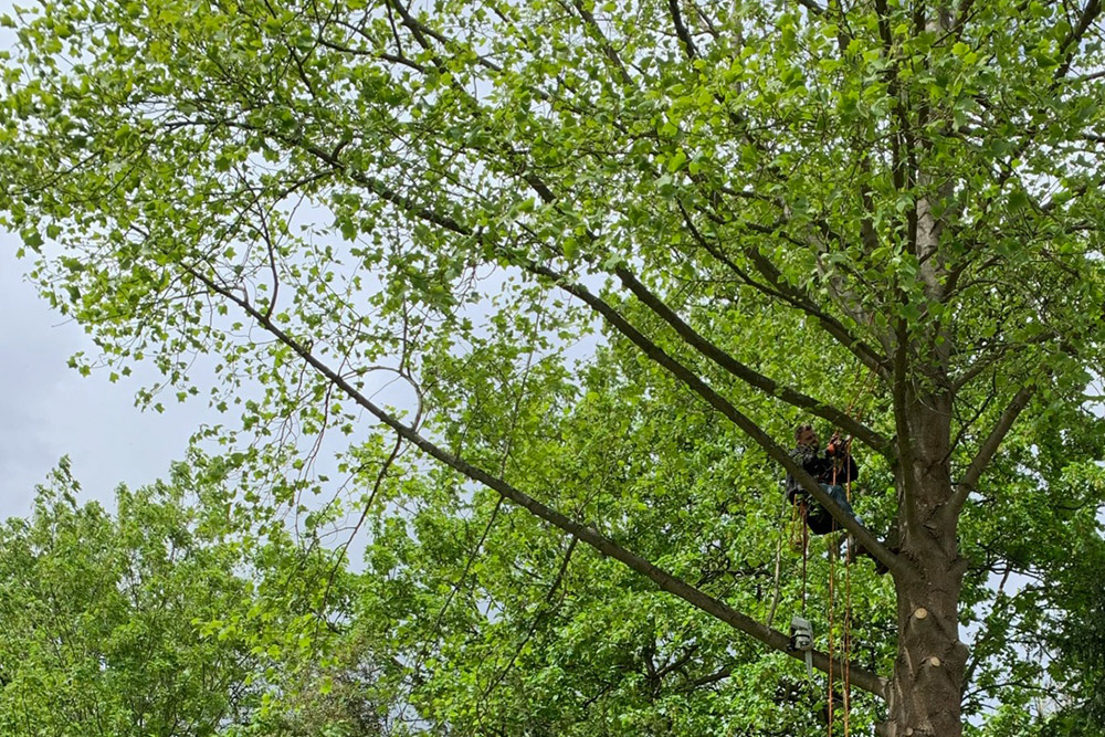 Tree Work & Tree Surgery