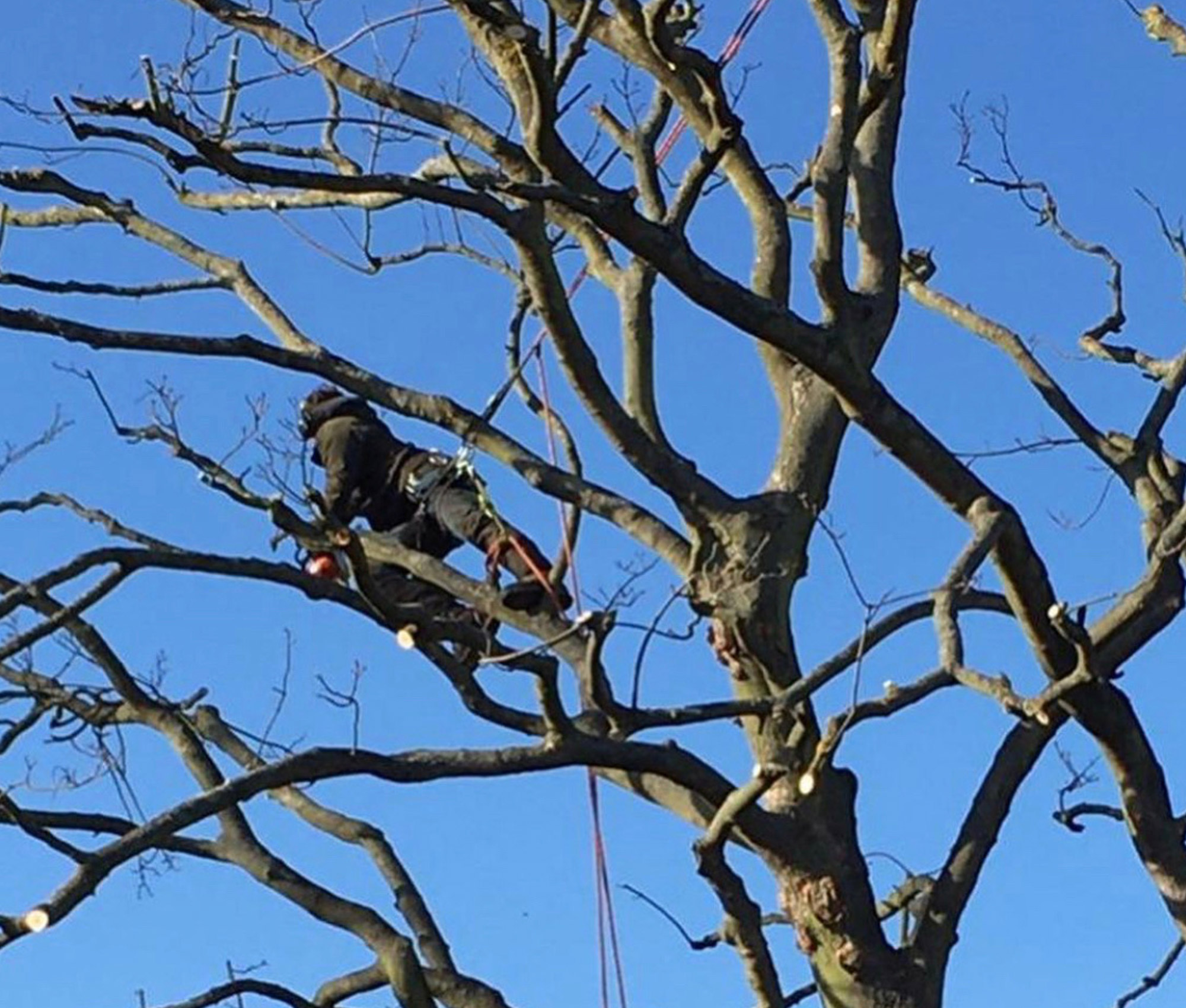 Tree Work Showcase