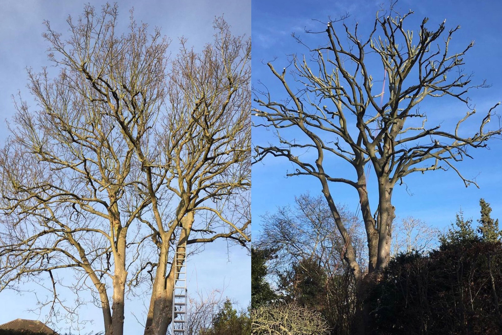 Tree Surgery and Tree Work Showcase