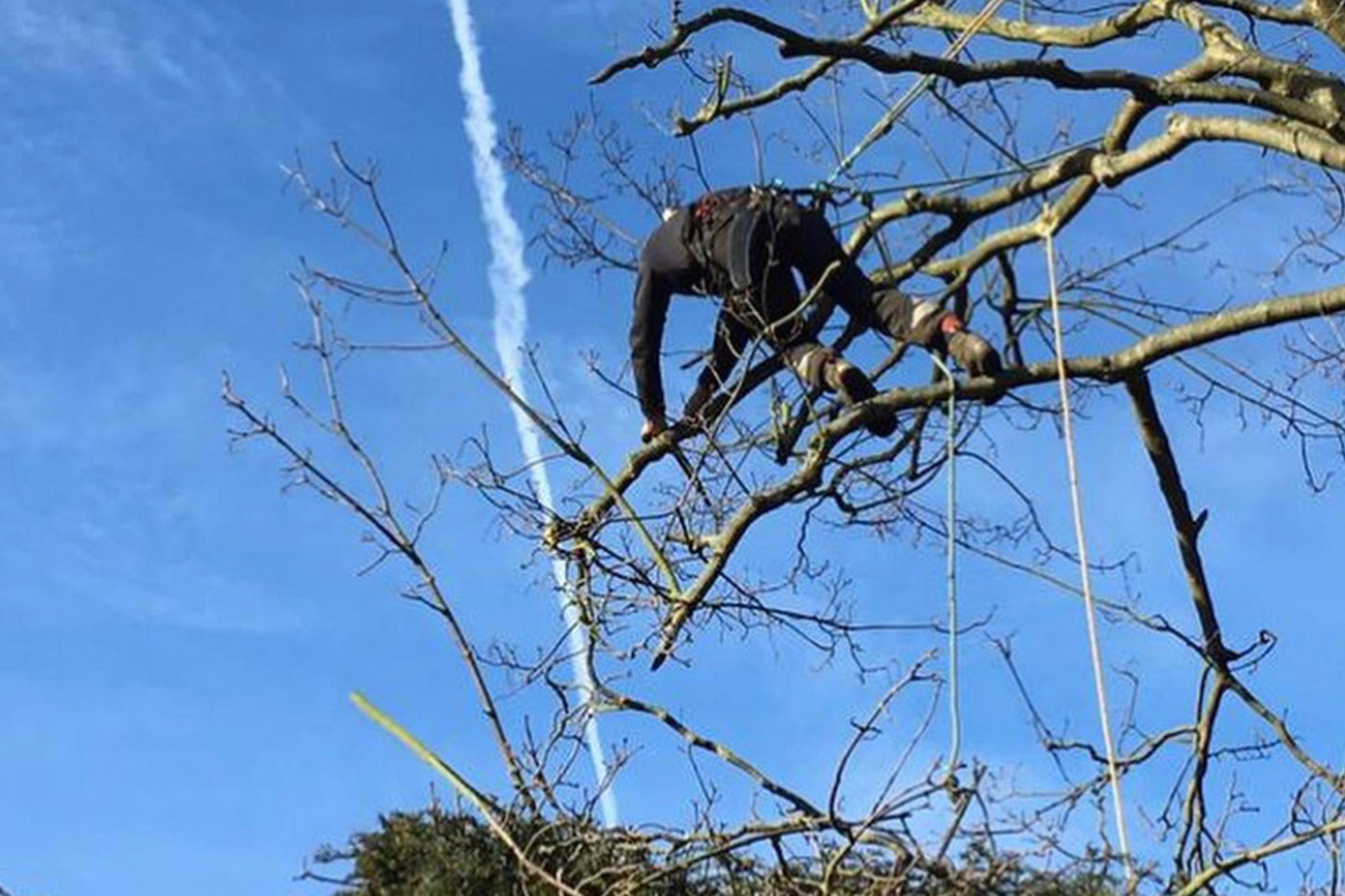 Tree Surgery and Tree Work Showcase