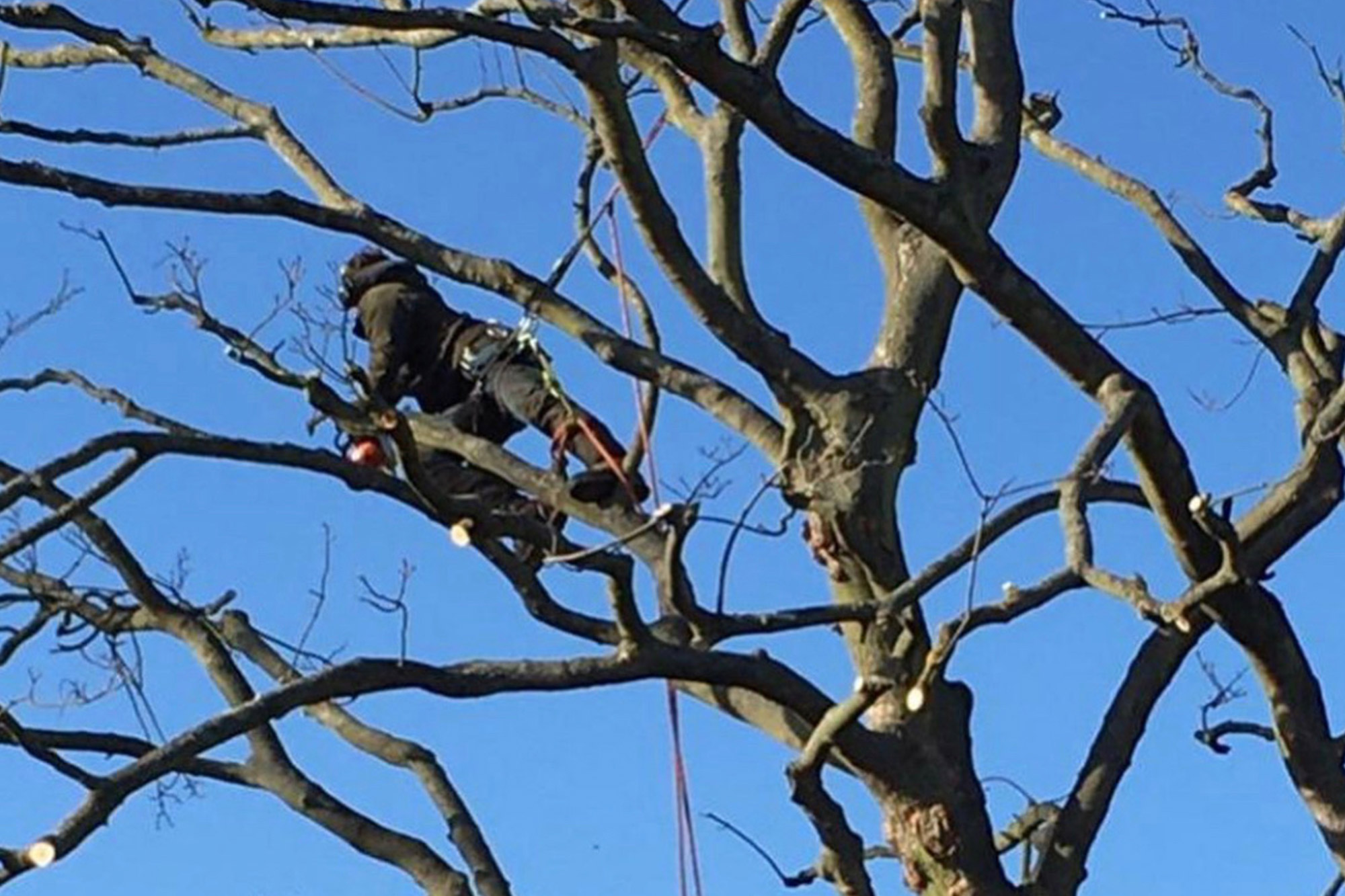 Tree Surgery and Tree Work Showcase